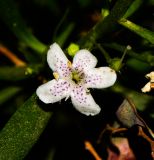 Myoporum parvifolium