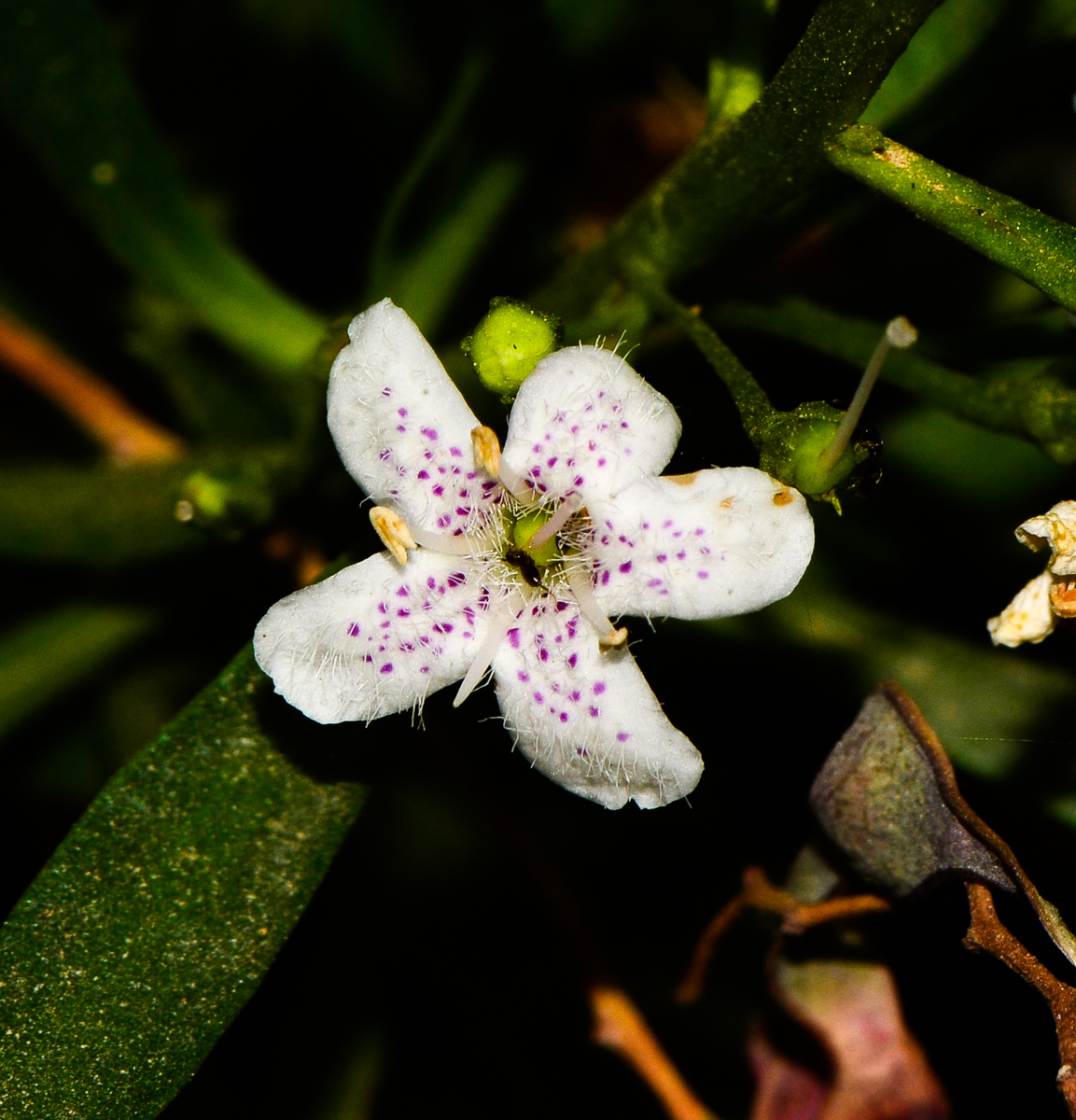 Image of Myoporum parvifolium specimen.