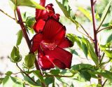 Hibiscus &times; hybridus