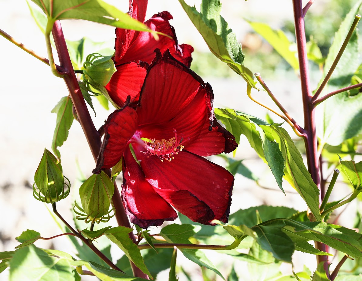 Image of Hibiscus × hybridus specimen.