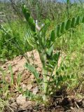 Astragalus camptoceras