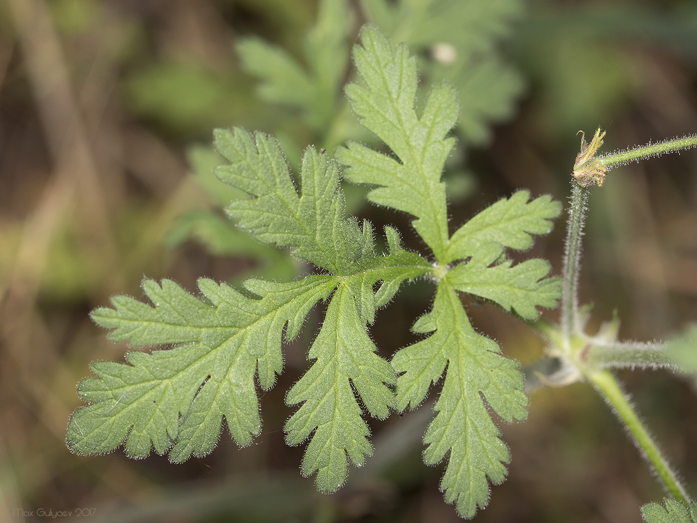 Изображение особи Erodium ciconium.