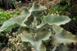 Kalanchoe beharensis