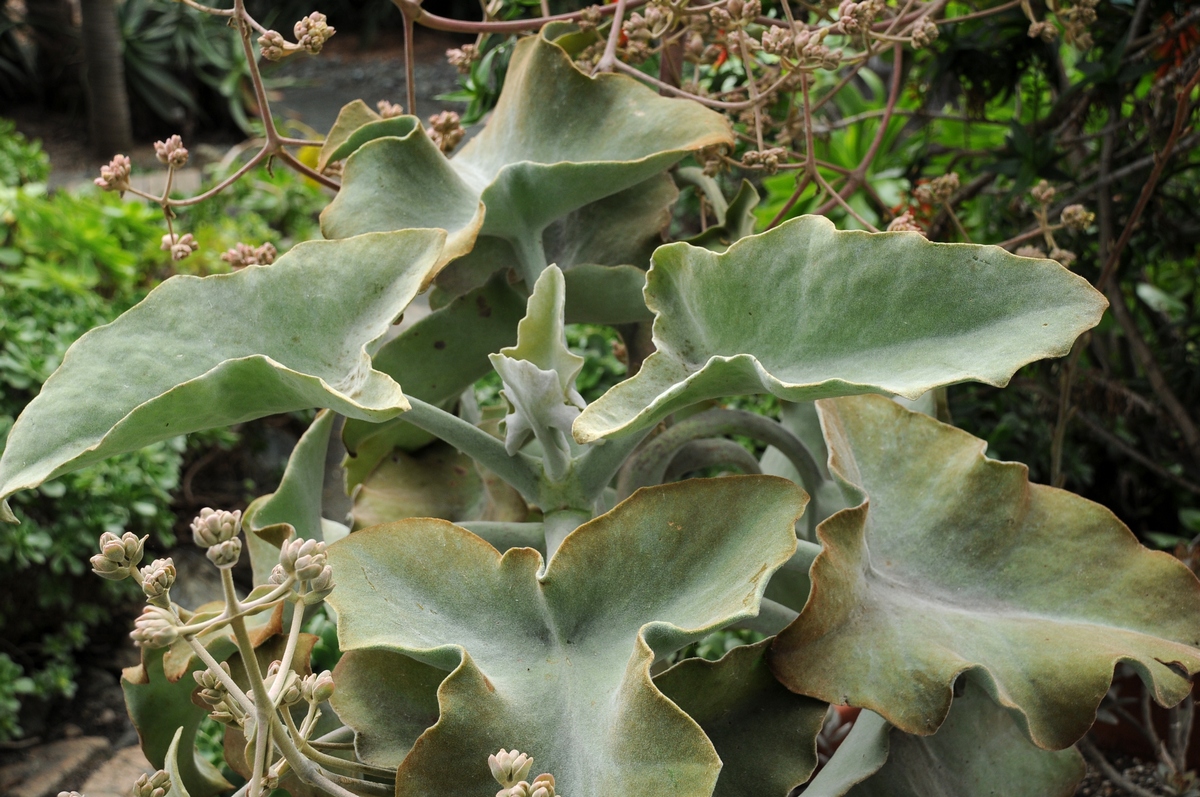 Image of Kalanchoe beharensis specimen.