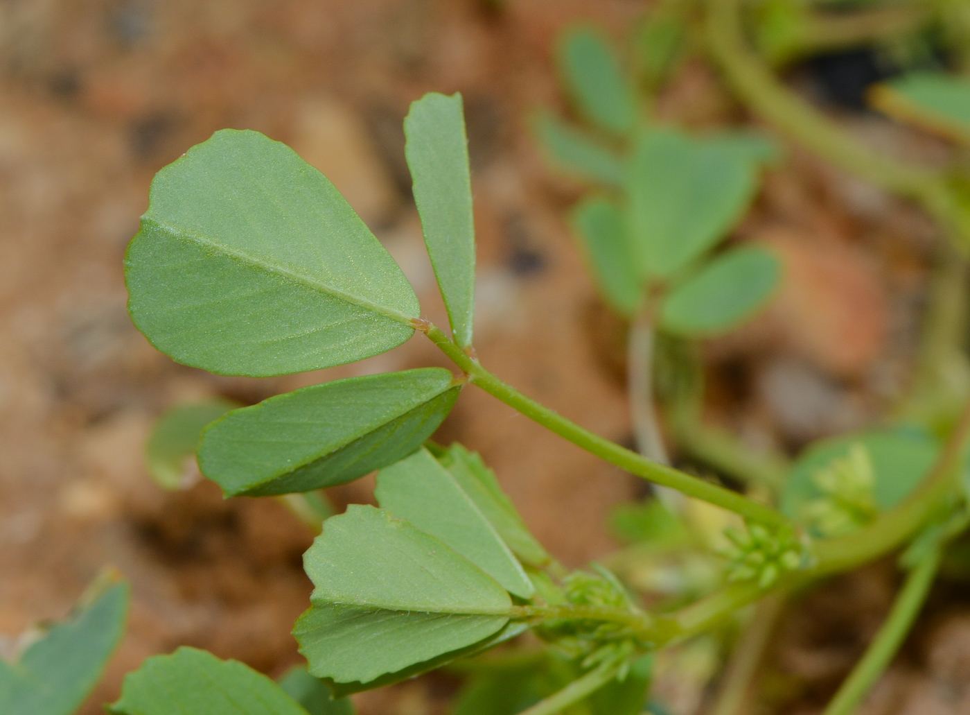 Изображение особи Trigonella stellata.