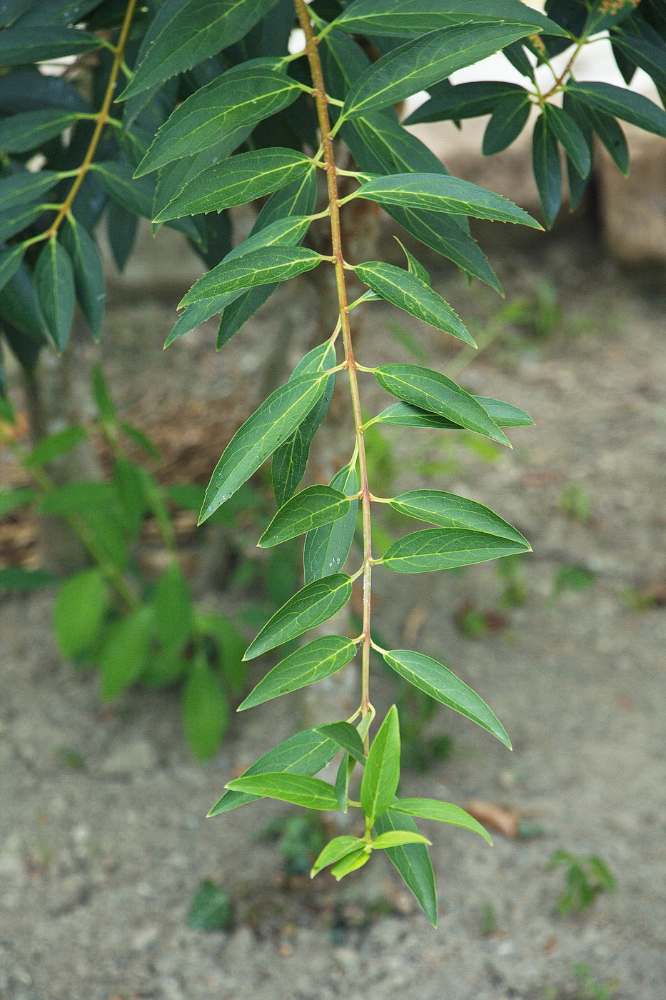 Image of genus Forsythia specimen.