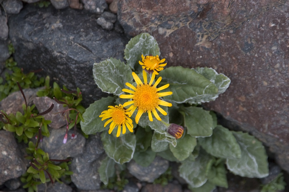 Image of Tephroseris karjaginii specimen.