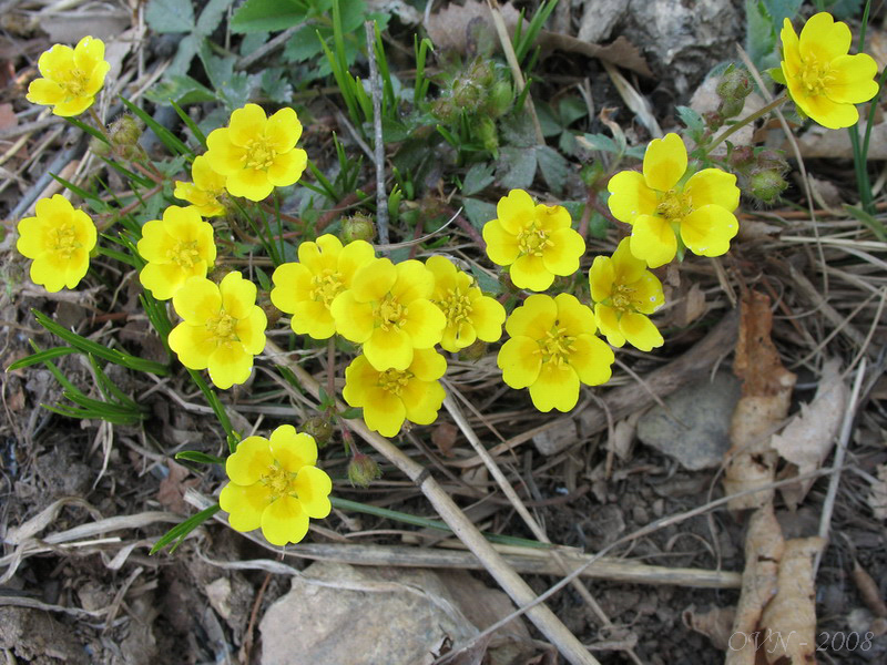 Image of Potentilla fragarioides specimen.