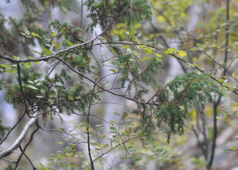 Изображение особи Juniperus squamata.