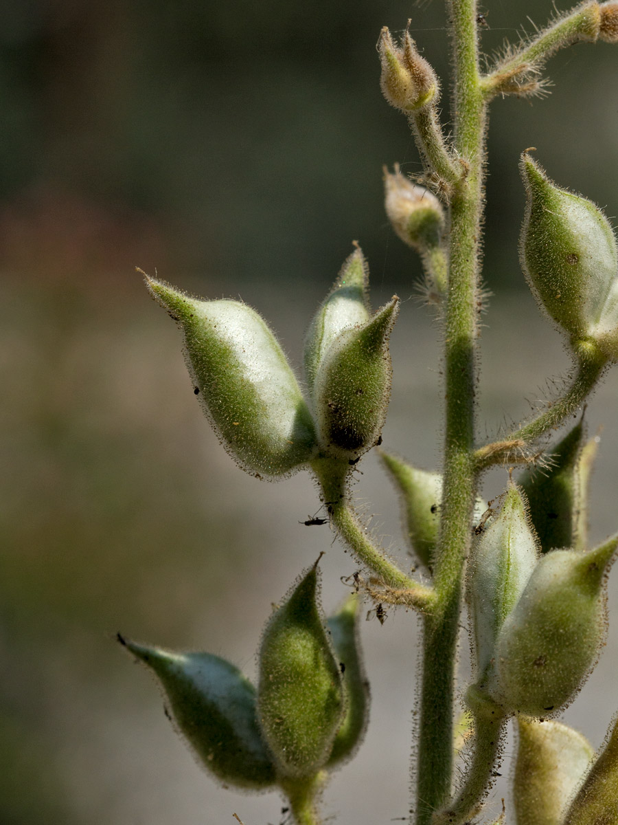 Image of Staphisagria macrosperma specimen.