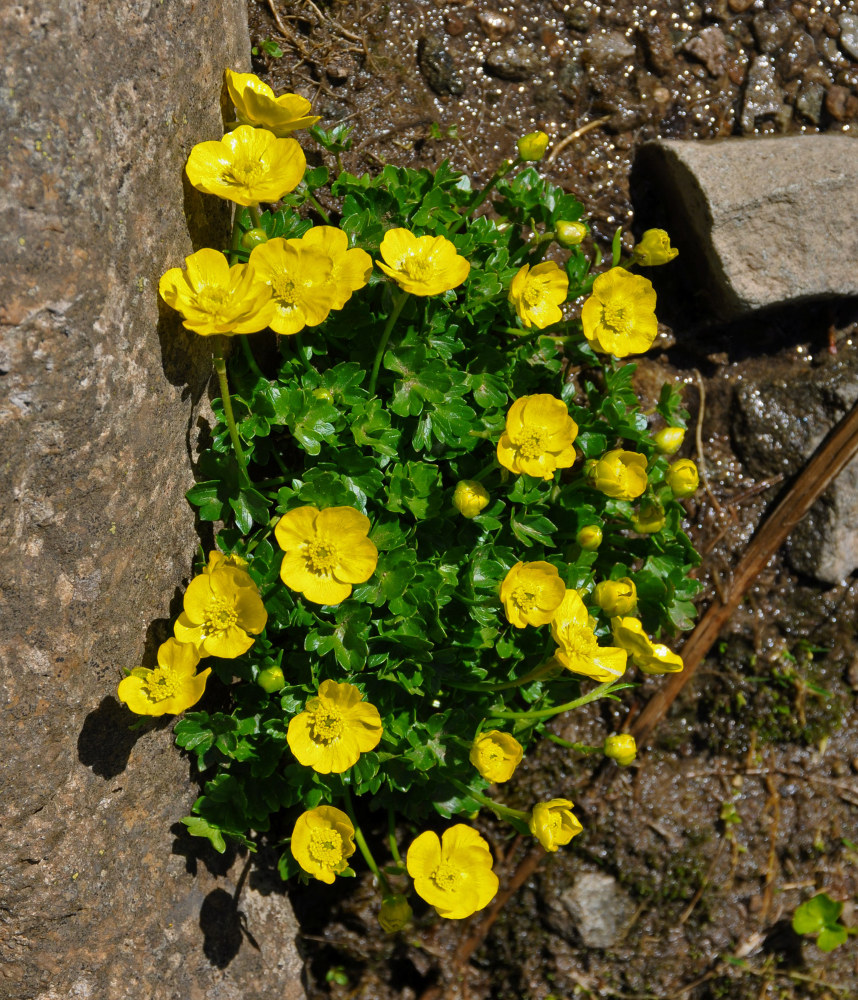 Изображение особи Ranunculus brachylobus.