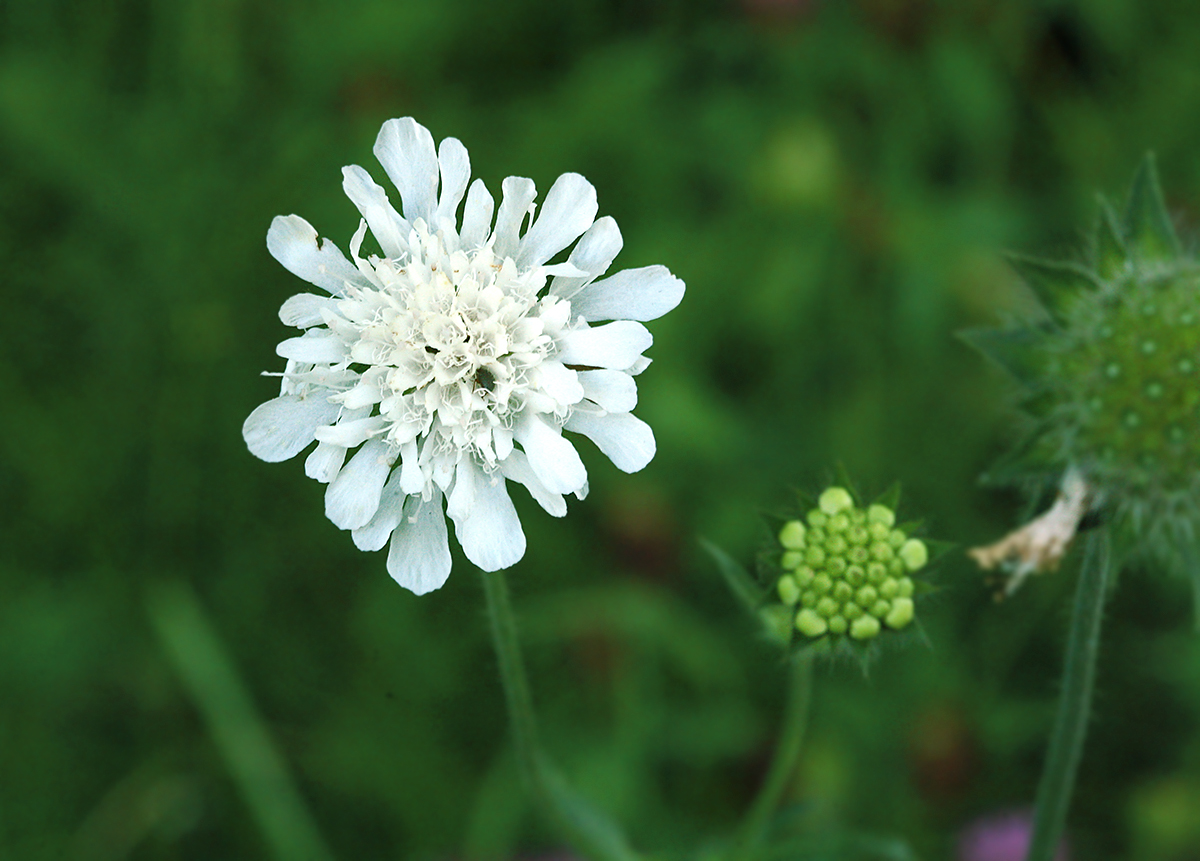 Изображение особи Knautia kitaibelii.