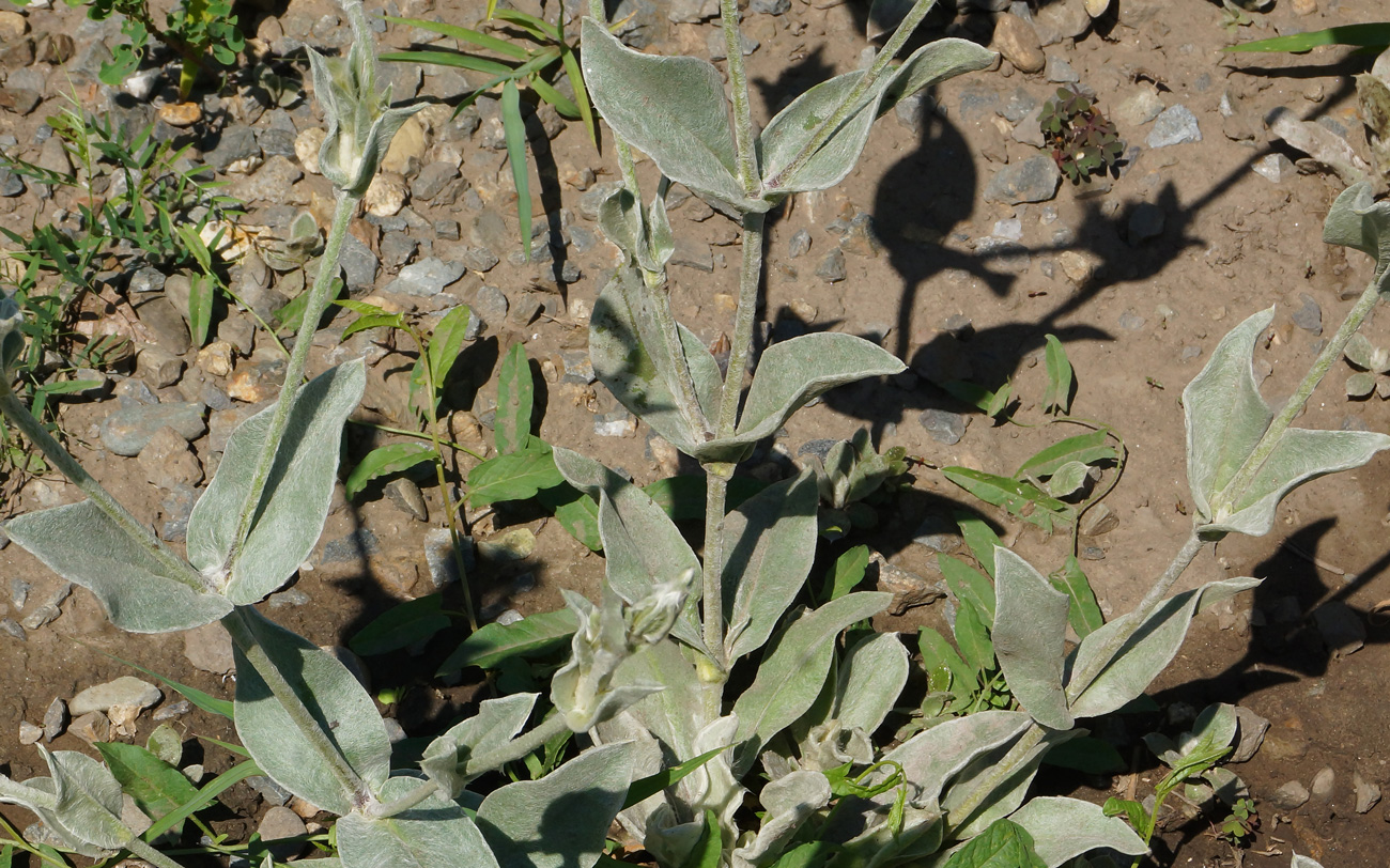 Изображение особи Lychnis coronaria.