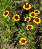 Coreopsis tinctoria