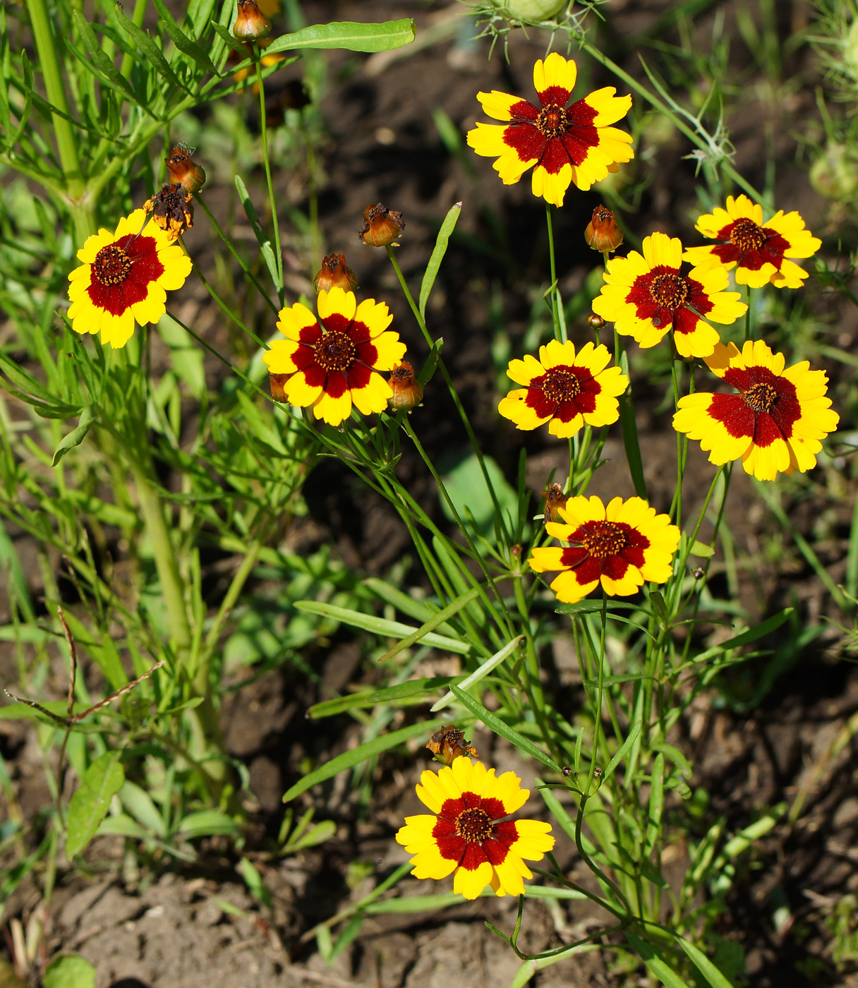 Image of Coreopsis tinctoria specimen.