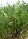 Arum hygrophilum