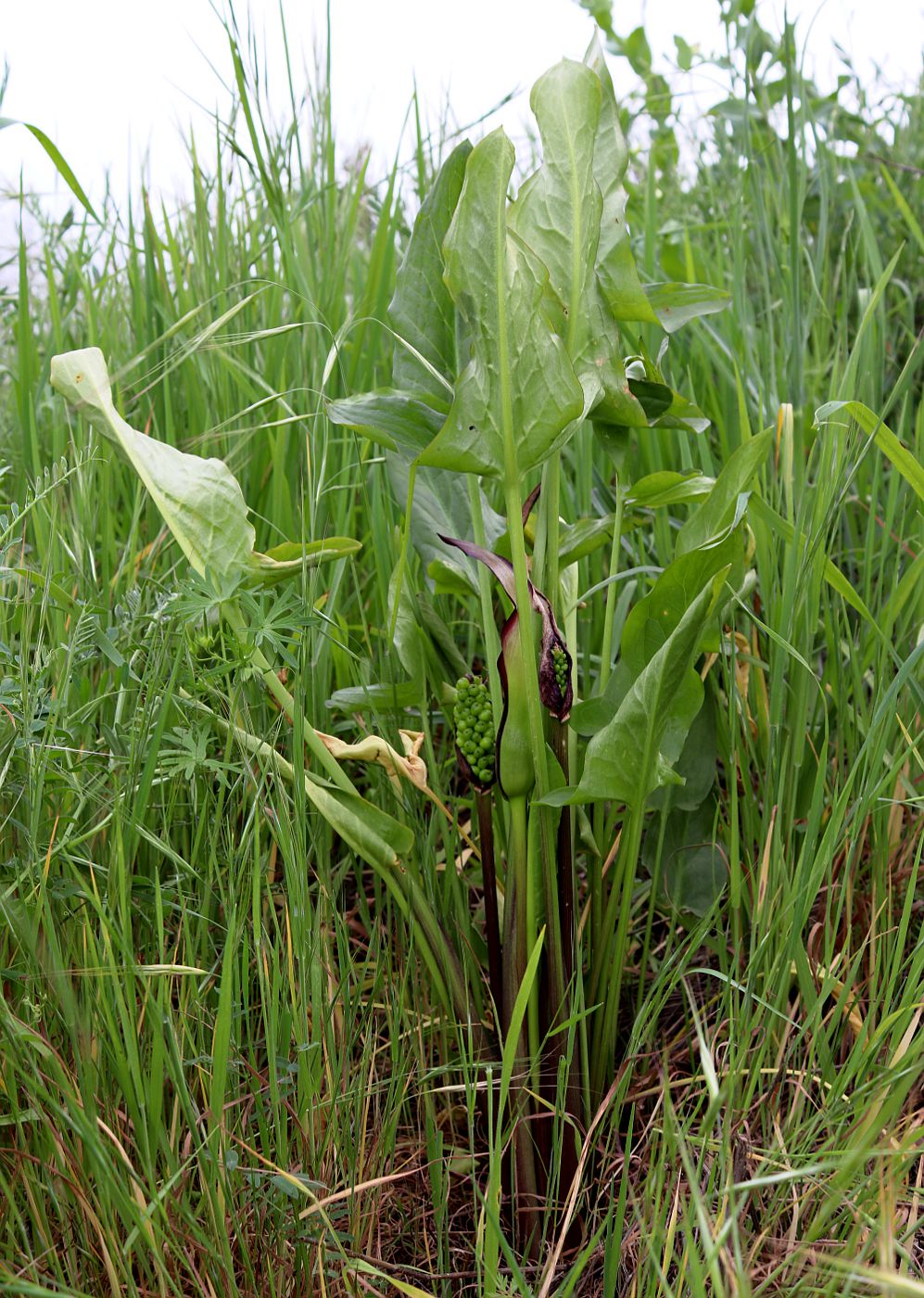 Image of Arum hygrophilum specimen.