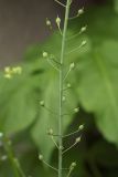 Camelina microcarpa