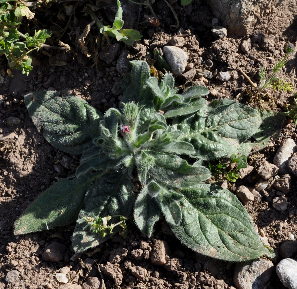 Image of Echium plantagineum specimen.