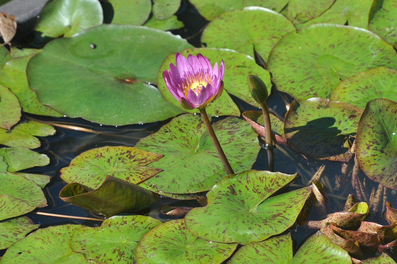 Image of Nymphaea nouchali specimen.