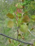 Populus tremula. Часть ветви с молодым побегом. Краснодарский край, Абинский р-н, юж. окр. ст. Холмская, опушка леса. 24.04.2018.