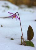 Erythronium sibiricum