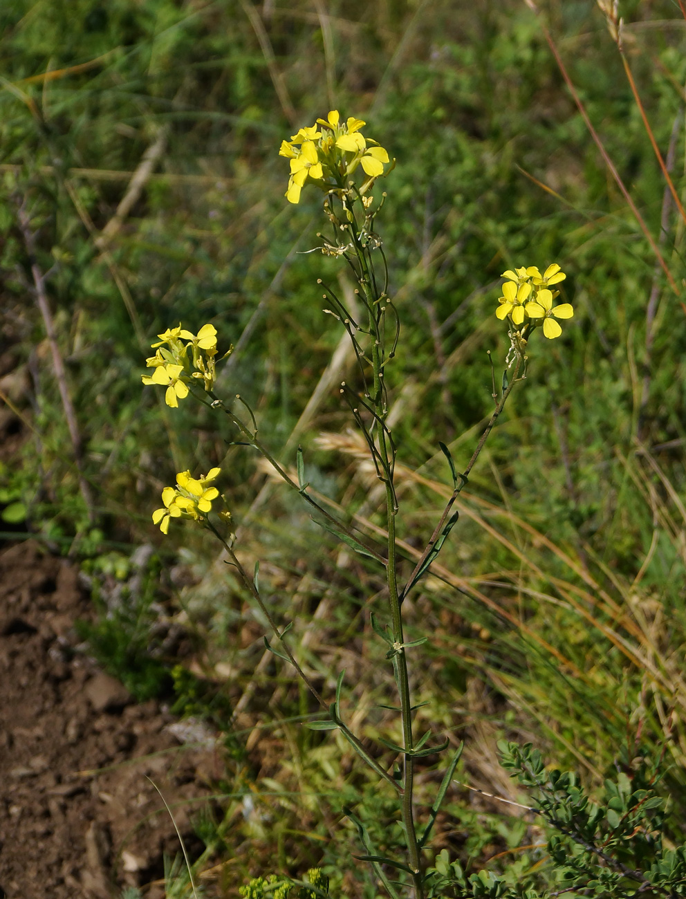 Изображение особи Erysimum canescens.