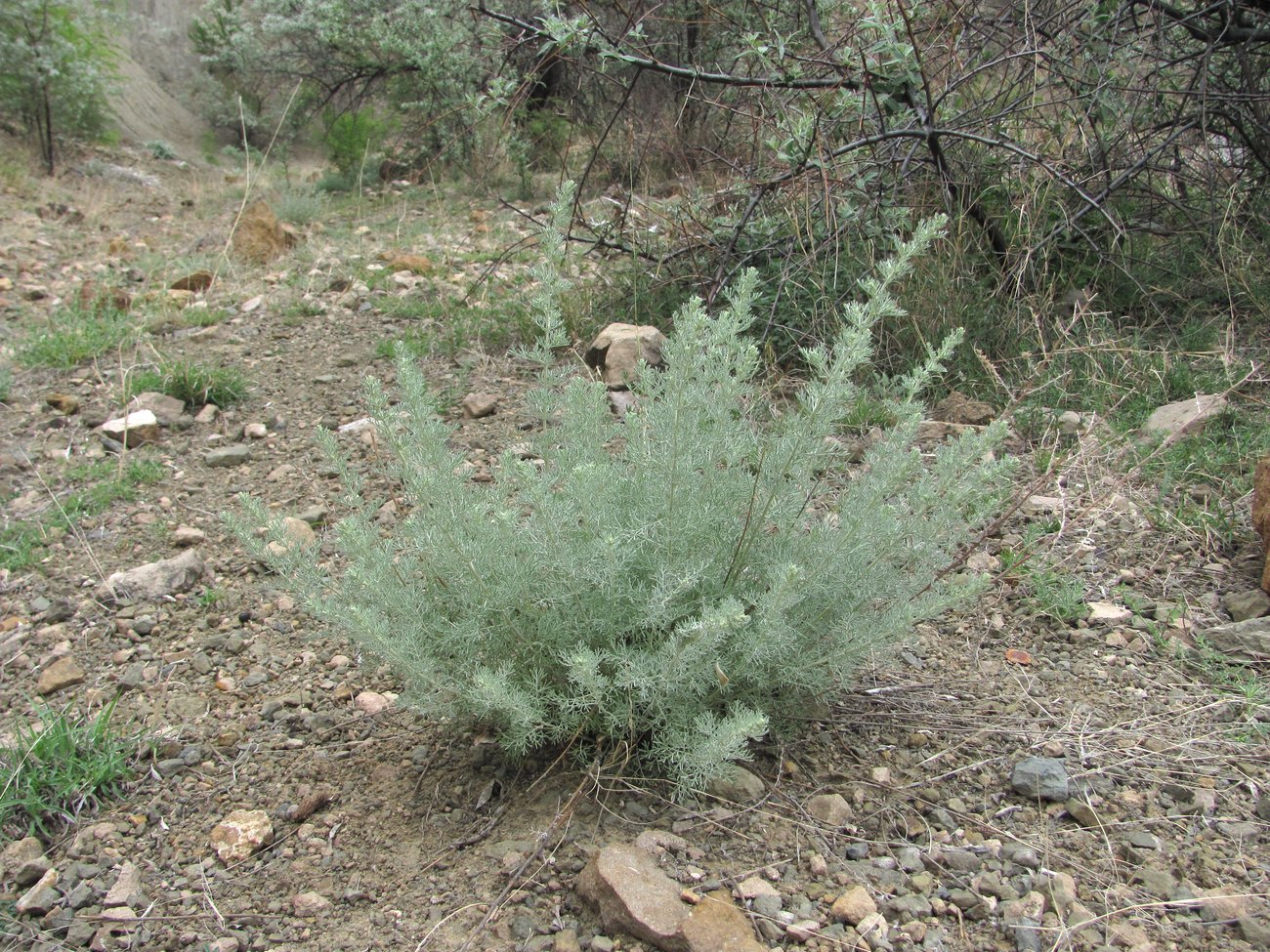 Image of genus Artemisia specimen.