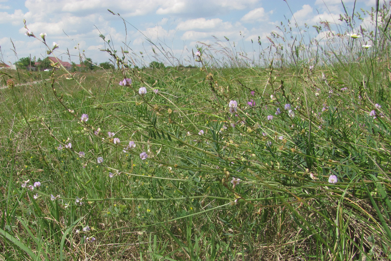 Изображение особи Astragalus austriacus.