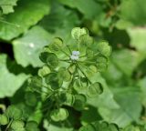 Pachyphragma macrophyllum