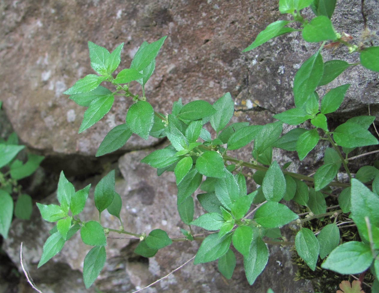 Изображение особи Parietaria chersonensis.