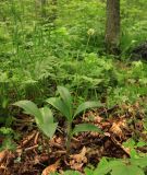 Allium ochotense