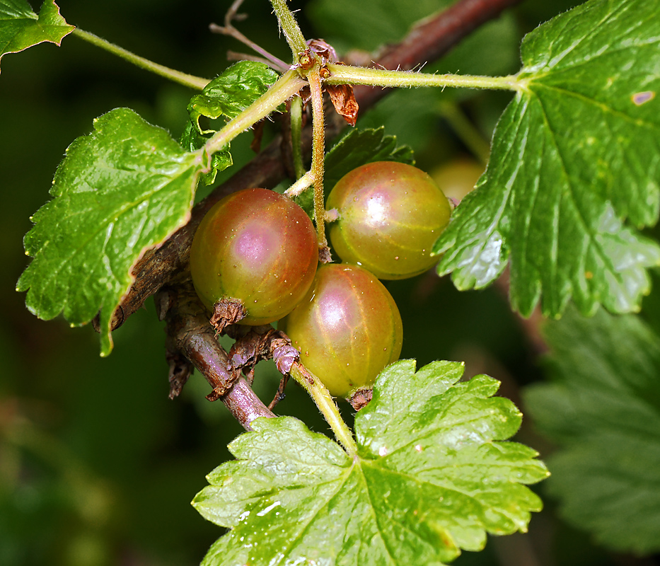 Изображение особи Ribes &times; nidigrolaria.