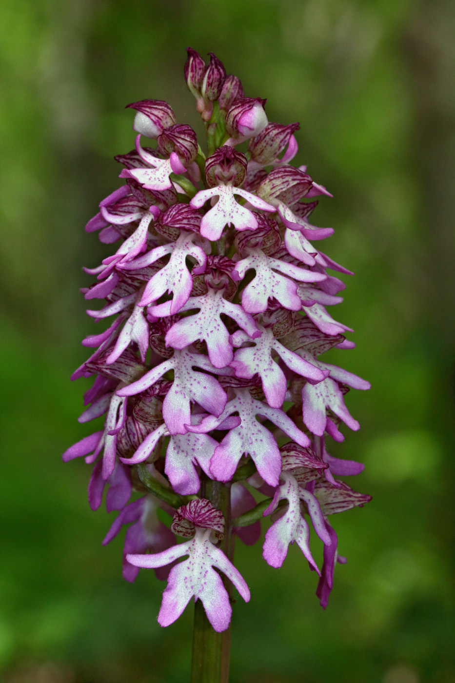 Image of Orchis purpurea ssp. caucasica specimen.