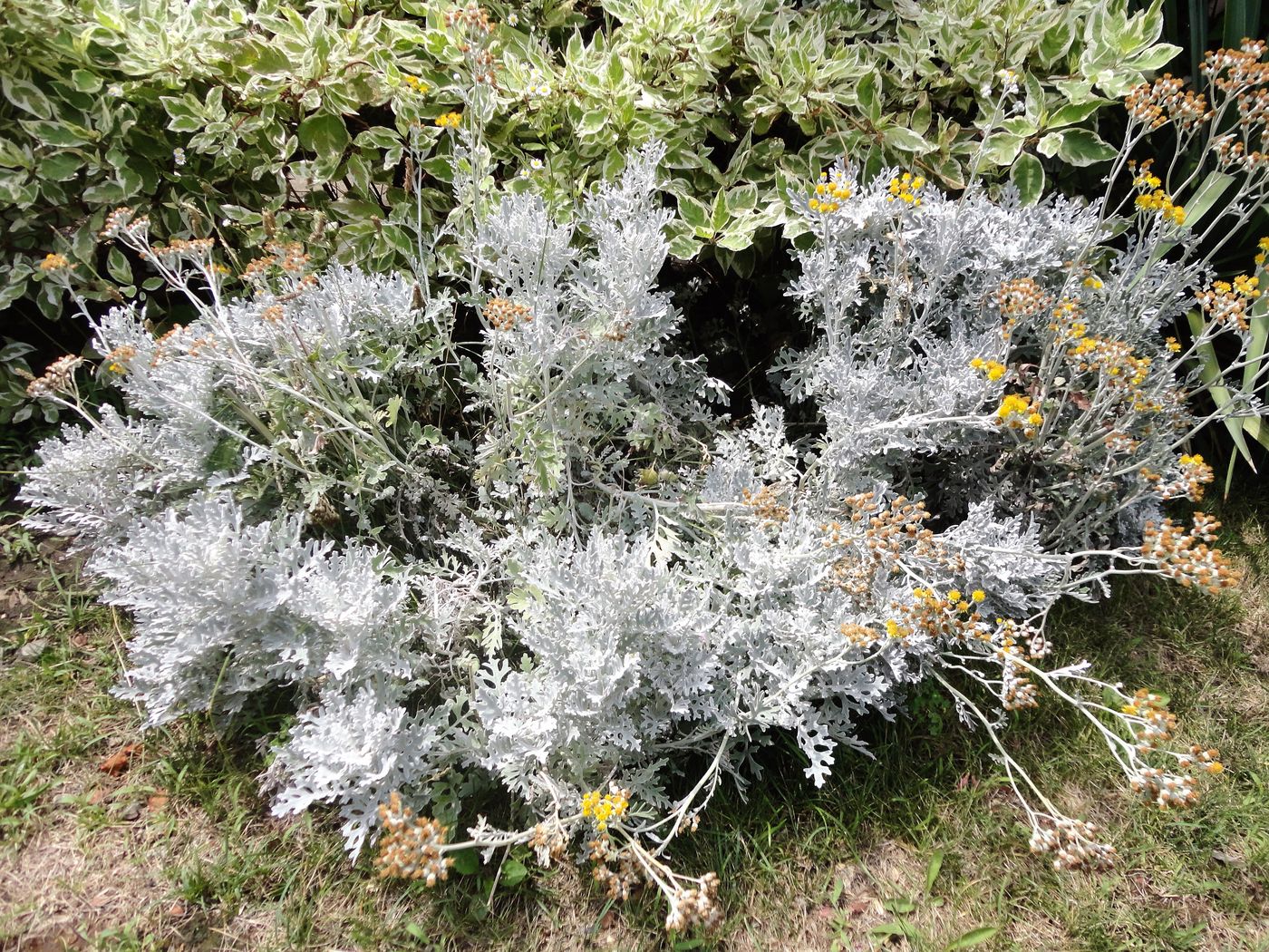 Изображение особи Senecio cineraria.