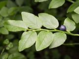 Vaccinium myrtillus