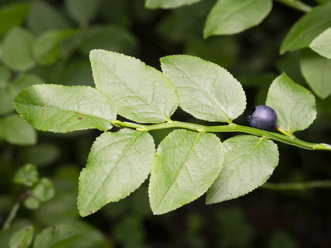 Изображение особи Vaccinium myrtillus.