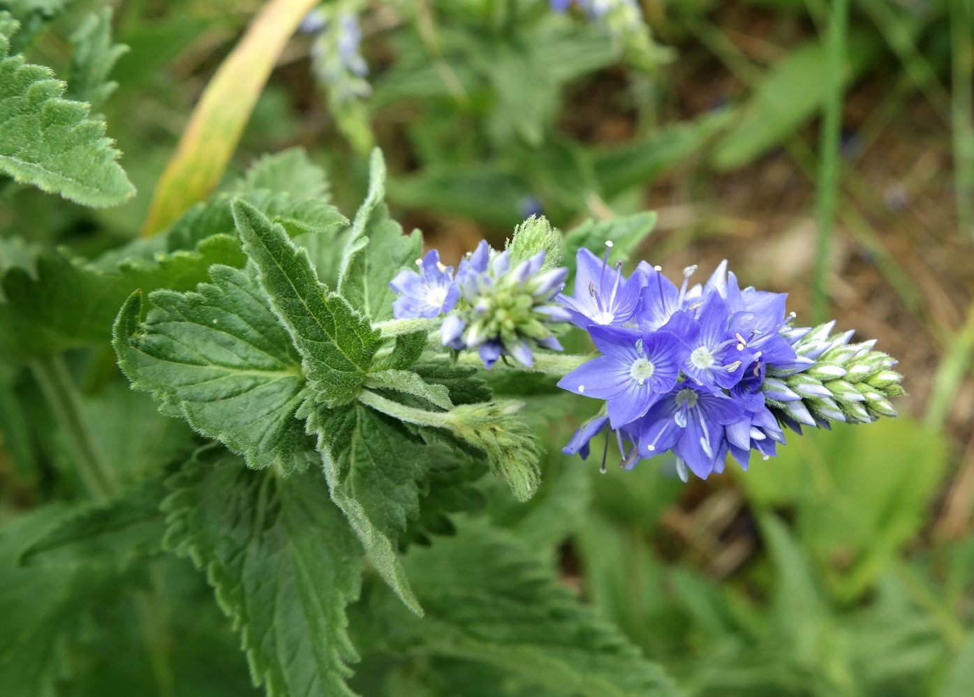 Изображение особи Veronica teucrium.