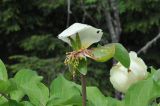 Paeonia macrophylla. Отцветший цветок. Грузия, Боржоми-Харагаульский национальный парк, маршрут №1; гребень горного отрога, край поляны рядом с Picea orientalis ≈ 1850 м н.у.м. 26.05.2018.