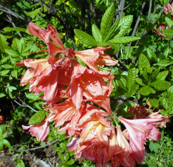 Изображение особи род Rhododendron.