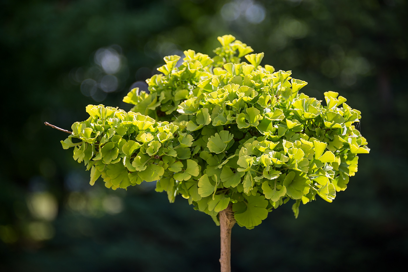 Image of Ginkgo biloba specimen.