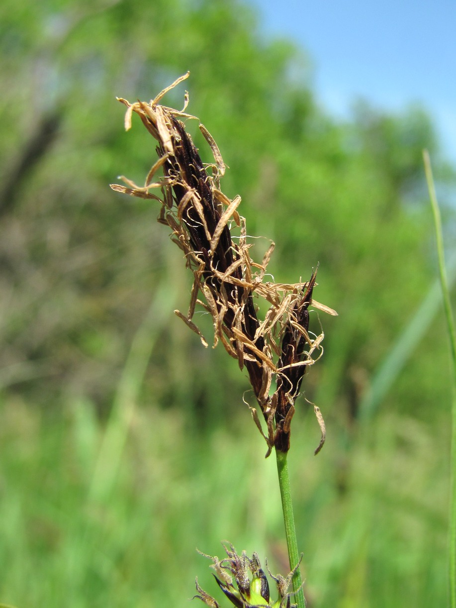 Image of Carex melanostachya specimen.