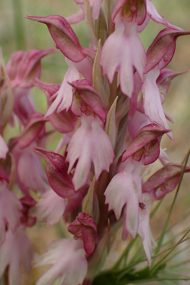 Изображение особи Anacamptis sancta.