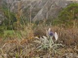 Echinops crispus. Цветущее растение с сообществе с Psephellus sibiricus. Башкортостан, Кугарчинский р-н, окр. дер. Мурадымово, природный парк \"Мурадымовское ущелье\", долина р. Большой Ик, каменистый склон на скальном массиве вдоль реки. 3 сентября 2018 г.