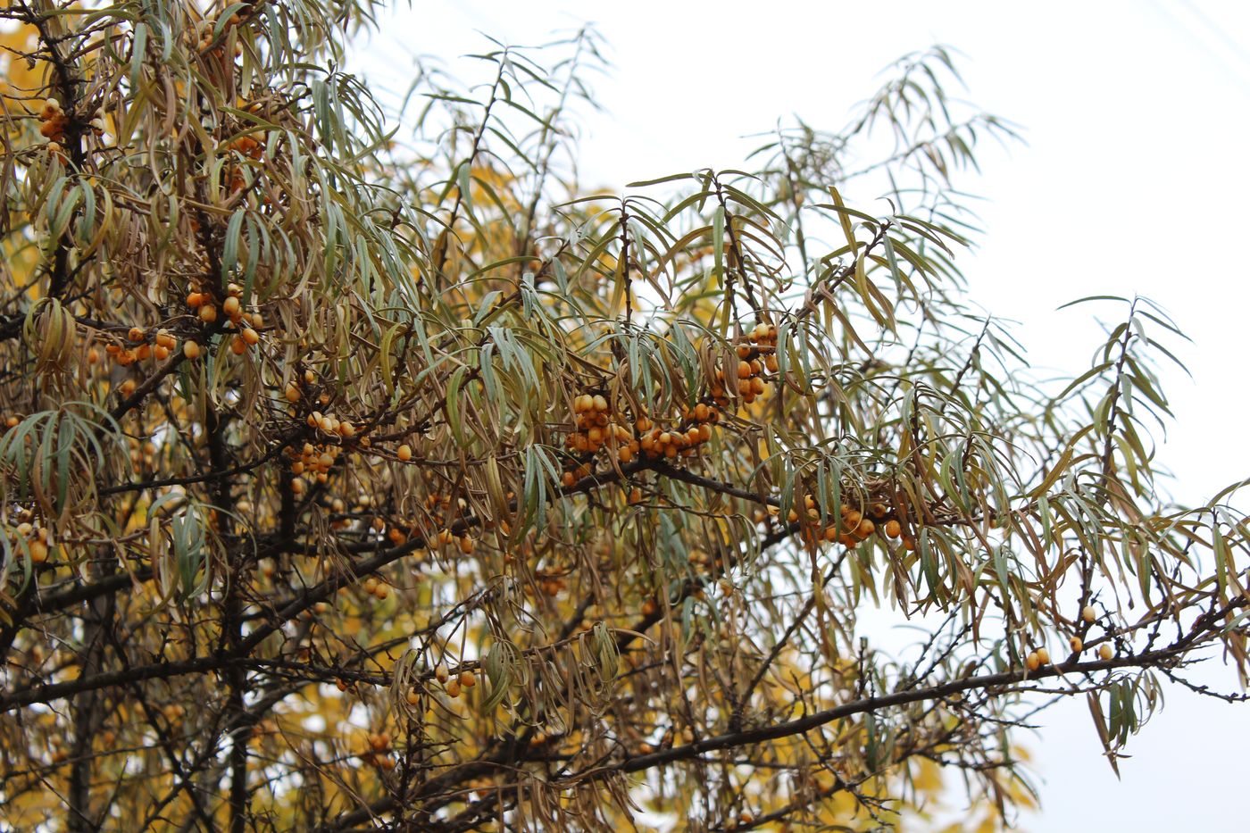 Изображение особи Hippophae rhamnoides.