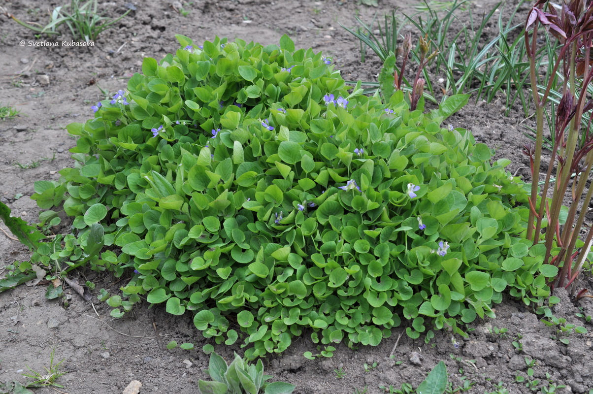 Image of genus Viola specimen.