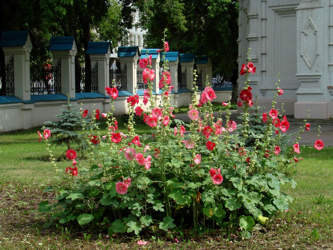 Image of Alcea rosea specimen.