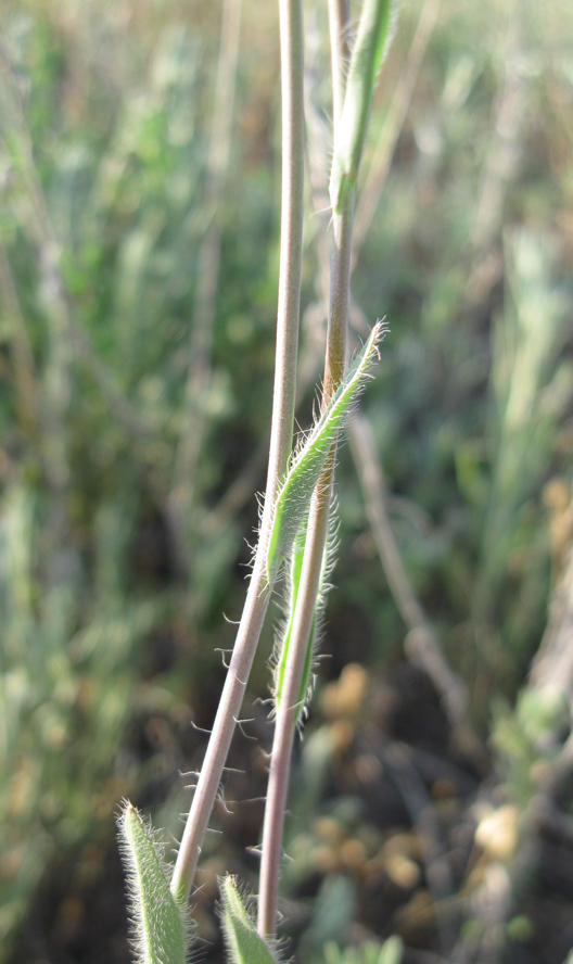 Изображение особи Camelina rumelica.