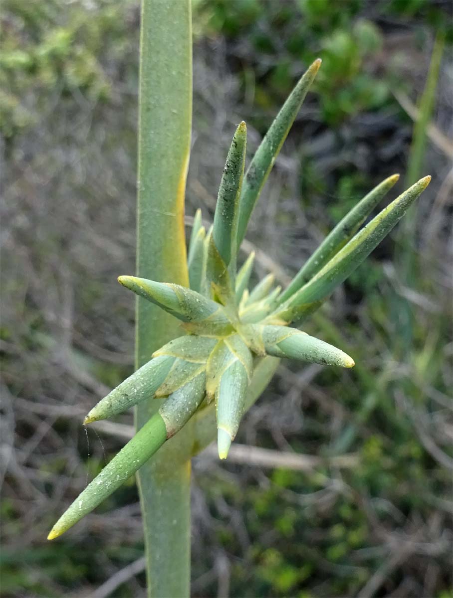 Image of Bobartia longicyma specimen.