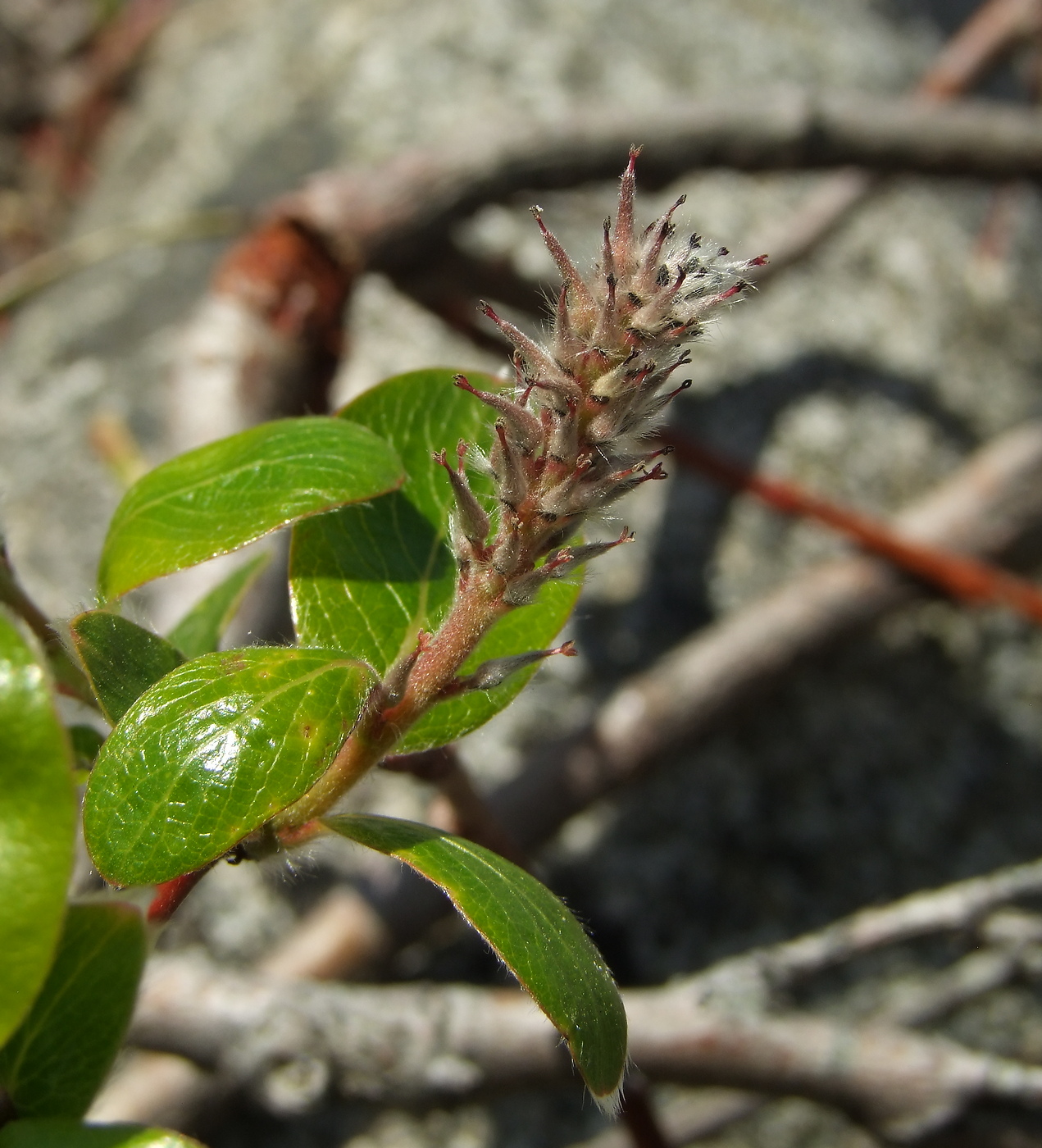 Image of Salix arctica specimen.